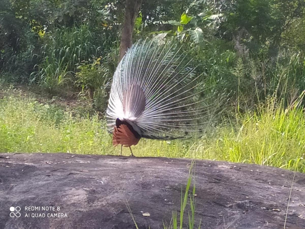 Sigiri Gayani Home Stay Sigiriya Exteriör bild