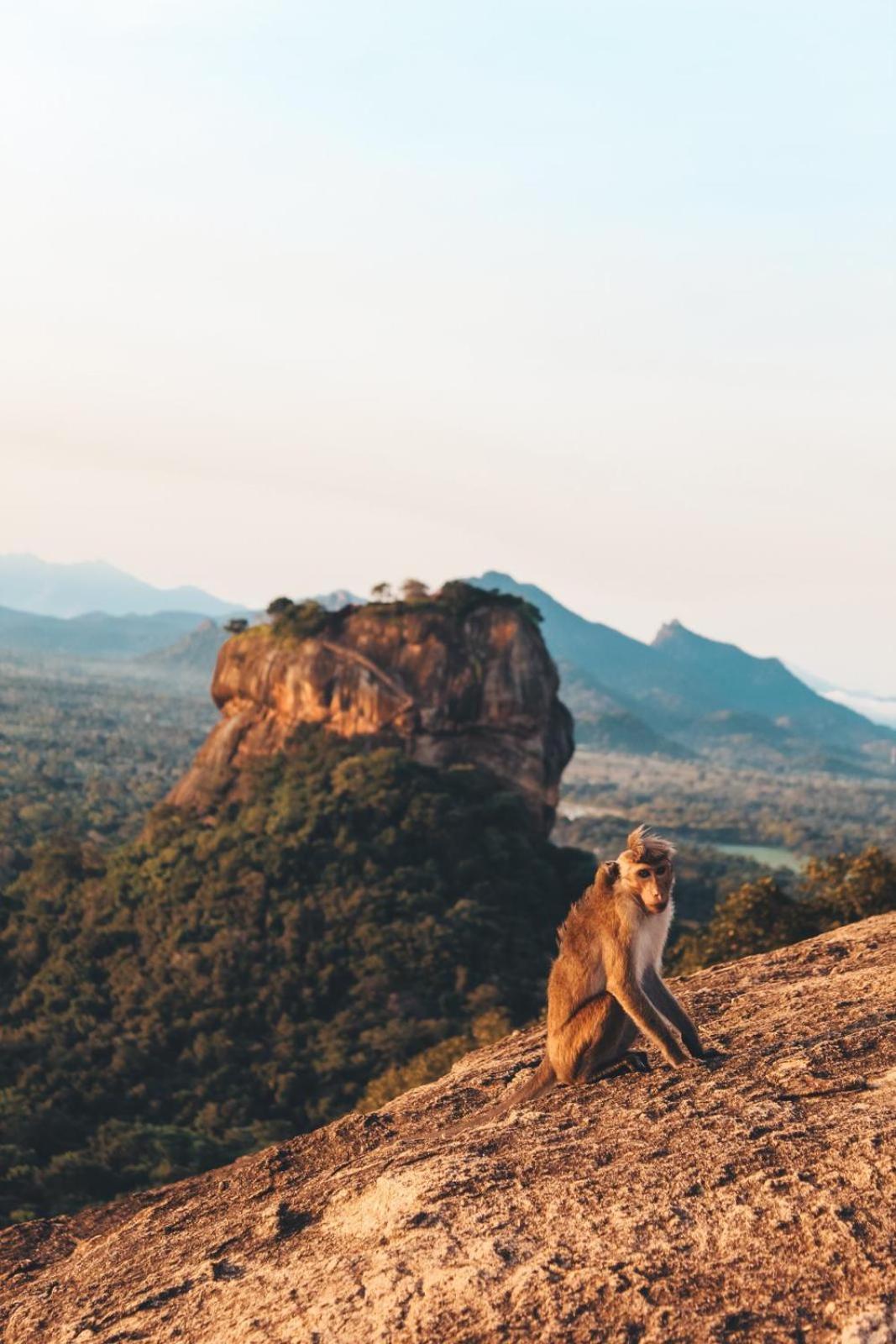 Sigiri Gayani Home Stay Sigiriya Exteriör bild