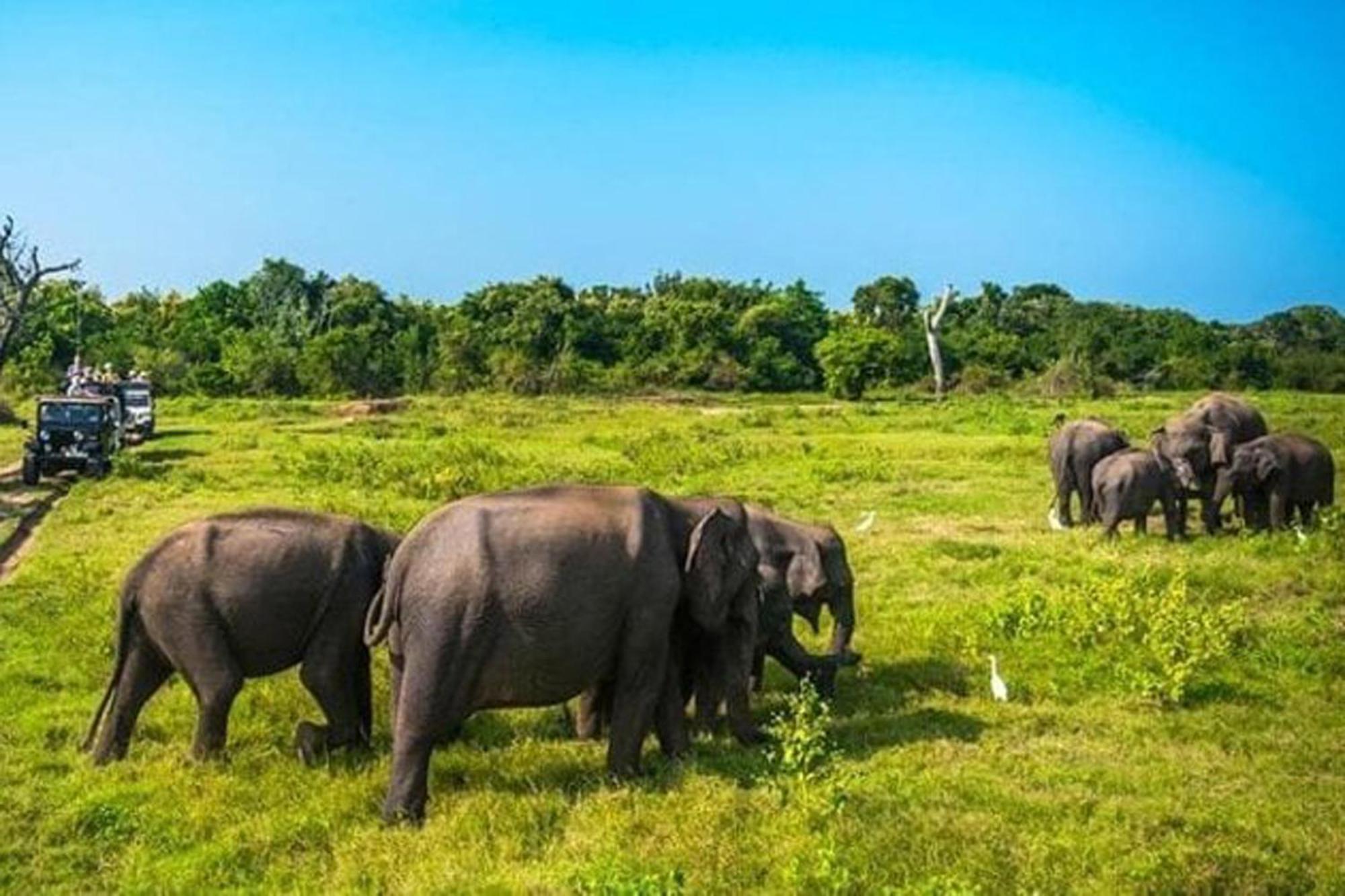 Sigiri Gayani Home Stay Sigiriya Exteriör bild